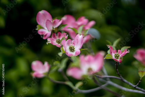 dogwood; Benthamidia florida