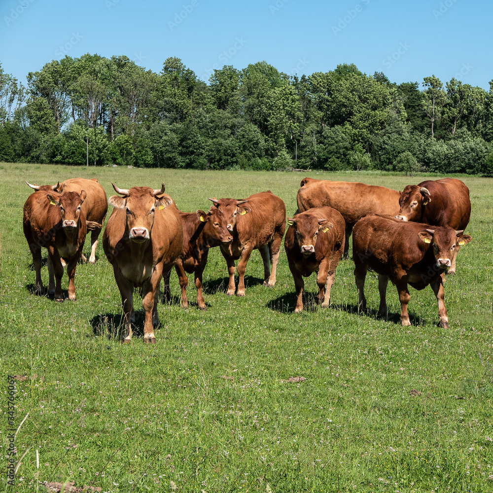 Fototapeta premium cows in the field