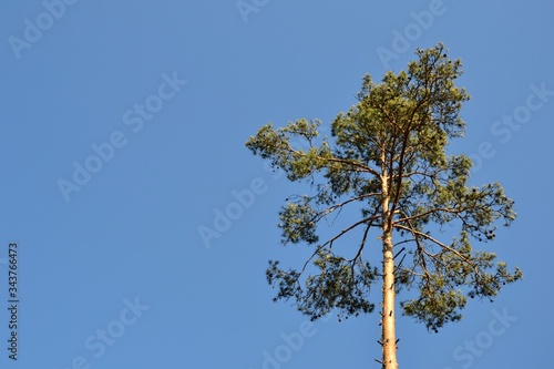 Branches of single high pine tree (Pinus L.) against the clear blue sky. Space for text. Ecology, environment, save forest or loneliness concept