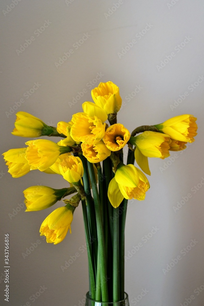 Yellow narcissus (daffodil, jonquil) flowers bouquet