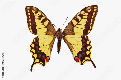 Swallowtail butterfly (Papilio machaon) on a white background.Isolated on white.
