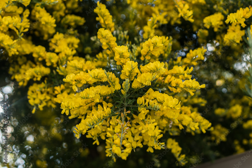 Common broom; Cytisus Adami; Scoparius; Cytisus; broom; Cytisus scoparius Common broom; Cytisus Adami; Scoparius; Cytisus; broom; Cytisus scoparius
