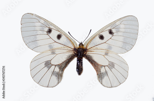 Mnemosyne butterfly (Parnassius mnemosyne) on a white background. Isolated on white.