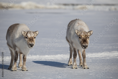 Fototapeta Naklejka Na Ścianę i Meble -  Renifery na południowym Spitsbergenie