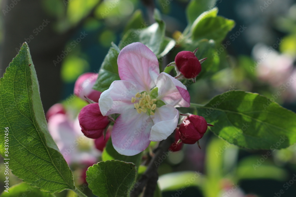 Obraz premium Delicate pink flowers bloomed from buds on an apple tree in spring