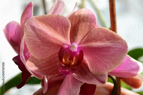 Phalaenopsis commonly known as moth orchids or Moth dendrobium, plant in the family Orchidaceae. Beautiful purple Phalaenopsis orchid blossom, flower closeup