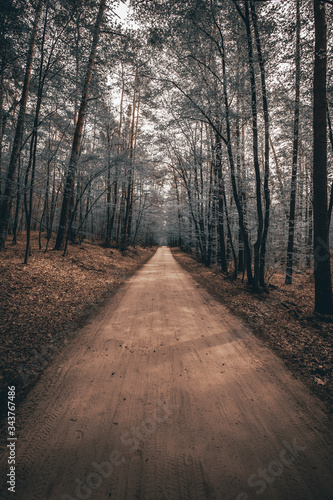  piaszczysta droga w lesie liściastym jesienią