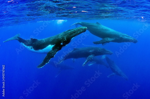 Humpback Whale in Tonga Pacific Ocean Polynesia © Tomas