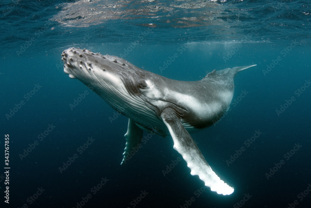 Humpback Whale in Tonga Pacific Ocean Polynesia - obrazy, fototapety, plakaty 
