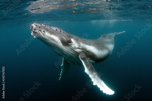 Canvastavla Humpback Whale in Tonga Pacific Ocean Polynesia