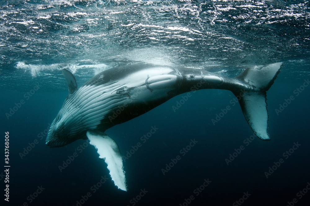 Naklejka premium Humpback Whale in Tonga Pacific Ocean Polynesia