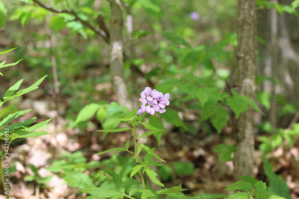 Tender lilac flower bloomed in the spring forest. Tender lilac flower bloomed in the spring forest.