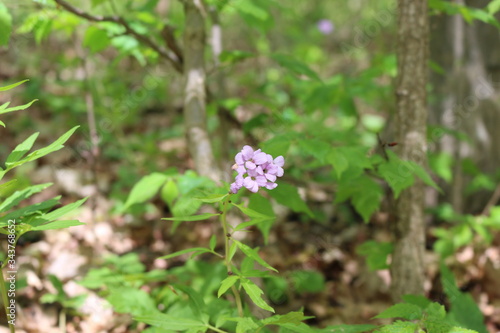 Tender lilac flower bloomed in the spring forest.