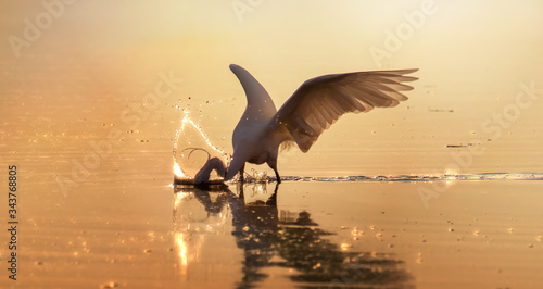 Backlit Little Egret, Egretta garzetta, Fishing At Sunset With Its Head In The Water Creating A Splash Highlighted Golden By The Setting Sun. Taken Stanpit Marsh UK photo