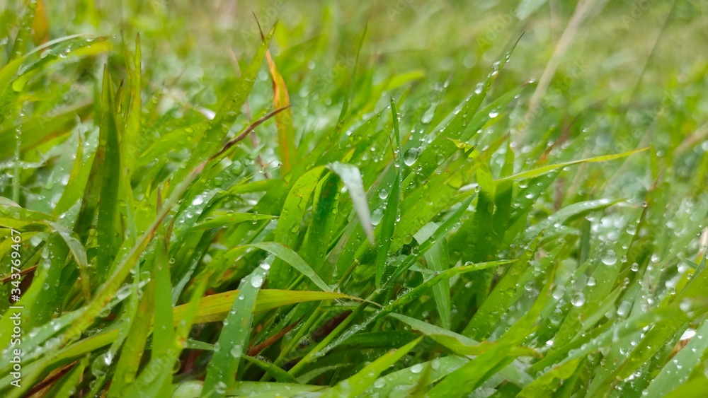 Dewy Grass