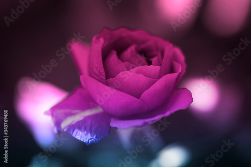 Abstract background. Rose in dark pink colores, creative wallpaper © Valeriia