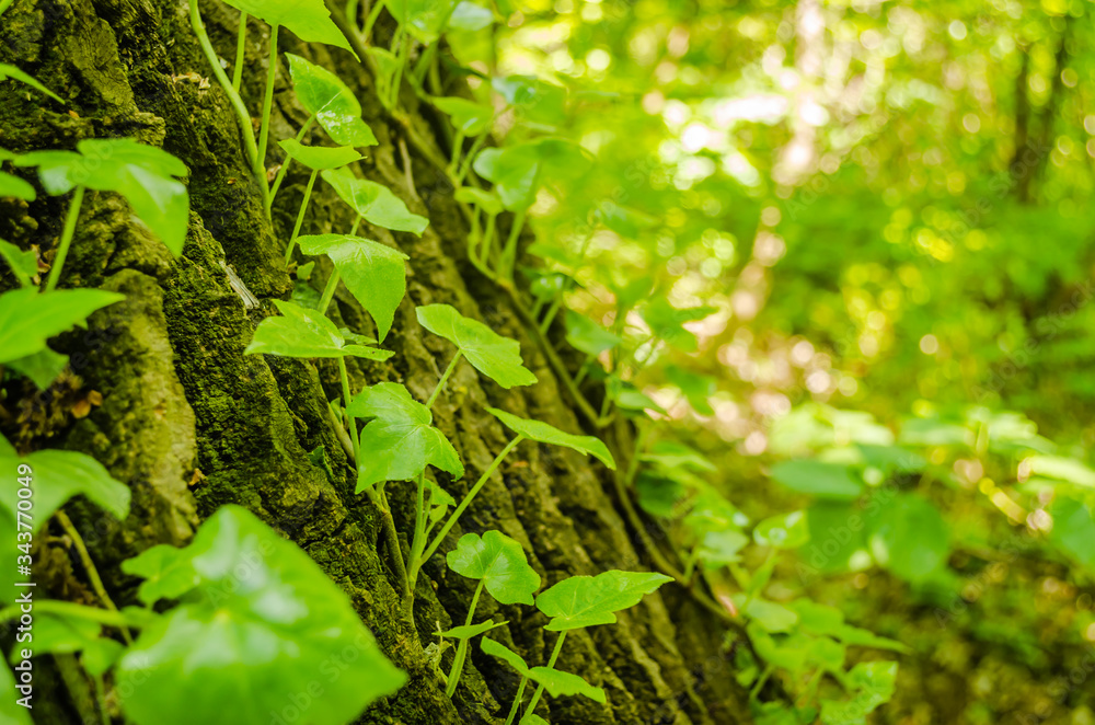 Stems showing the rootlets used to cling to walls and tree trunks. Stems showing the rootlets used to cling to walls and tree trunks.