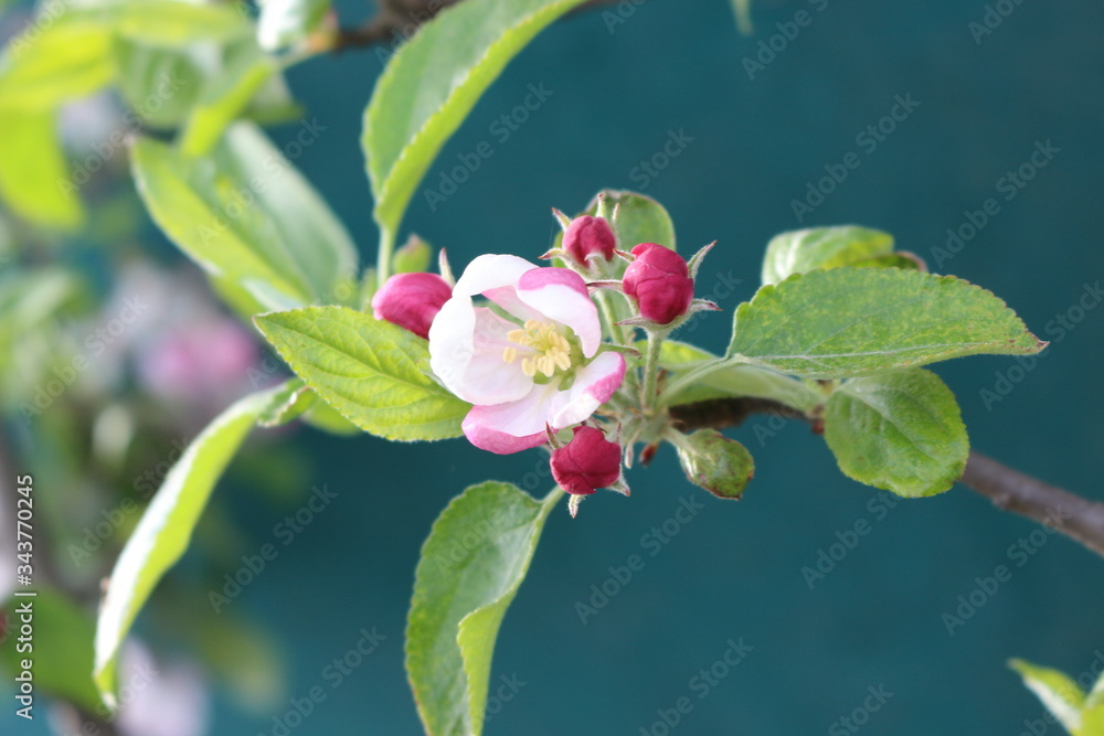 Delicate pink flowers bloomed from buds on an apple tree in spring
Delicate pink flowers bloomed from buds on an apple tree in spring