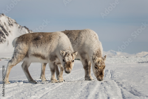 Fototapeta Naklejka Na Ścianę i Meble -  Renifery na południowym Spitsbergenie