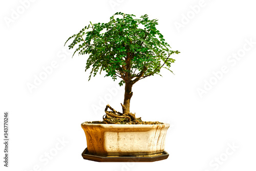 Bonsai tree small in ceramic pot. On a white background isolated.