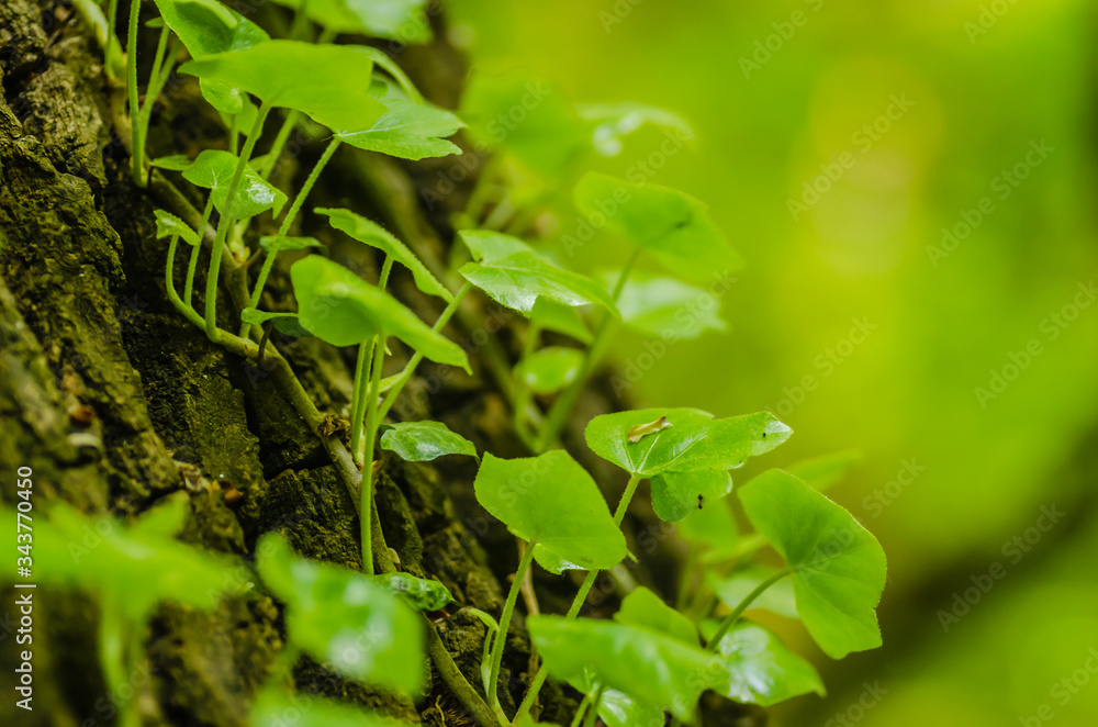 Stems showing the rootlets used to cling to walls and tree trunks. Stems showing the rootlets used to cling to walls and tree trunks.