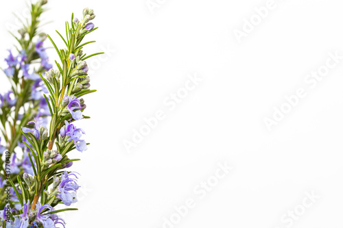 Fresh blooming rosemary with mortar and pestle