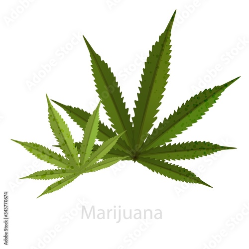 Green leaf of marijuana. A symbol of legal organic doping based on the substance of cannabis. Used for smoking and ingestion. Saturated herbal green color with a fashionable, modern design.