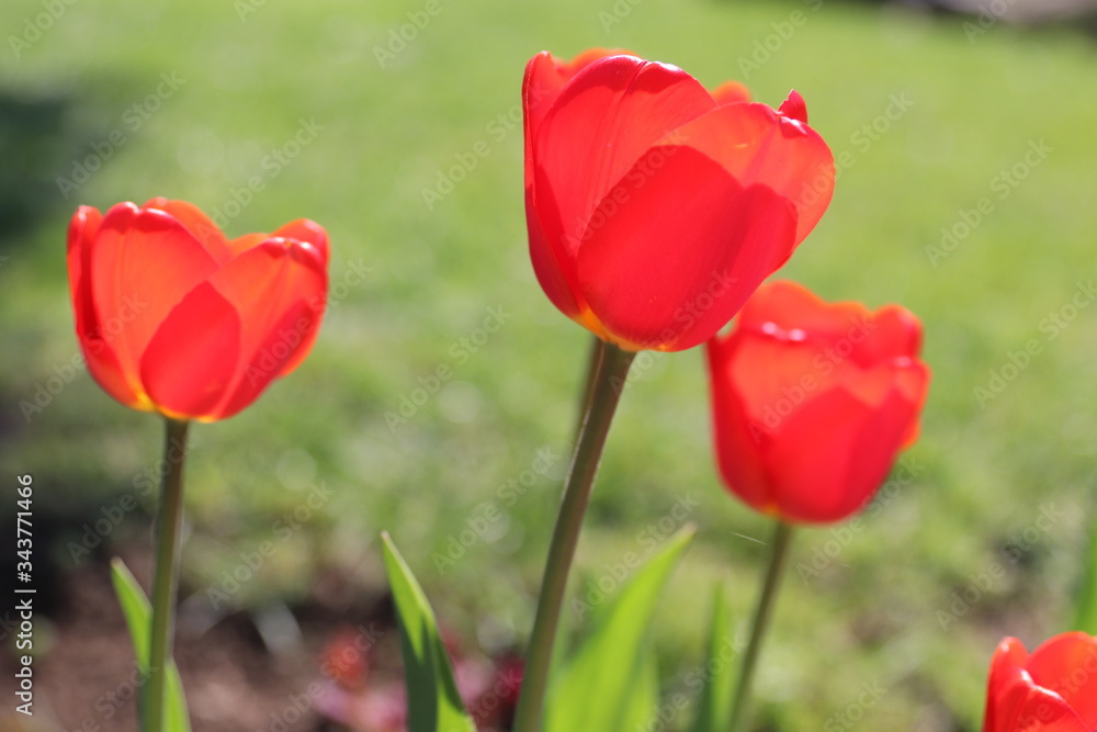 Obraz premium Blooming flowers in spring sunlight