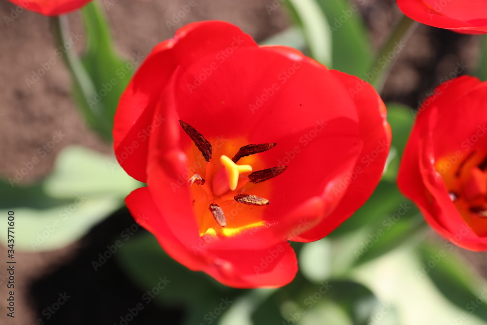 Blooming flowers in spring sunlight Blooming flowers in spring sunlight