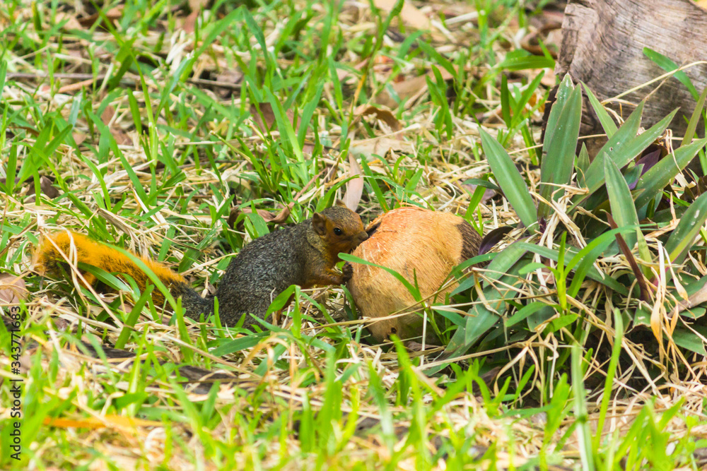 The Squirrell with Coconut on the Grass The Squirrell with Coconut on the Grass