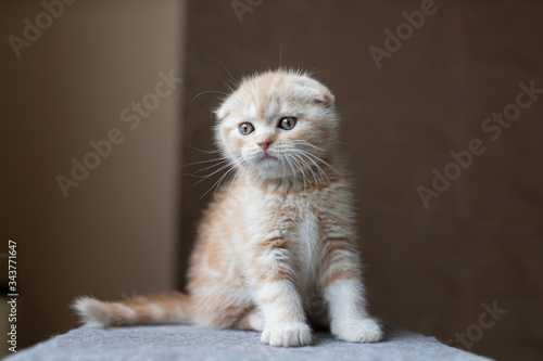 Ginger kitten scottish fold. Funny little red, fold kitten