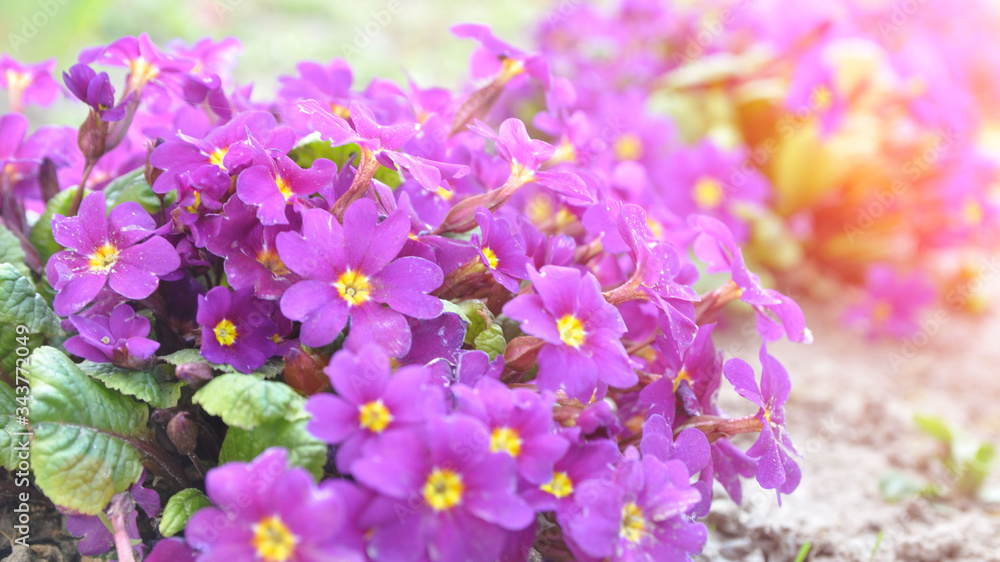Primrose ordinary (Primula vulgaris), or primrose in the spring garden. Beautiful lilac primrose flowers bloom garden.