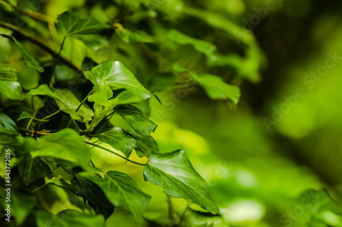 Konstfotografi Stems showing the rootlets used to cling to walls and tree trunks