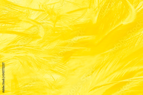 Beautiful yellow feather texture pattern background © nadtytok28