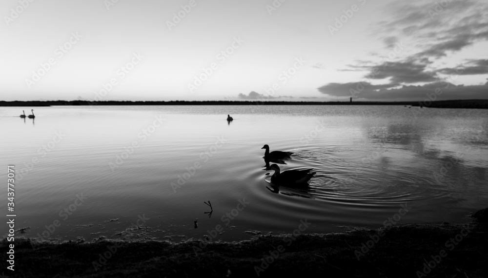 Fototapeta premium goose couple in calm water