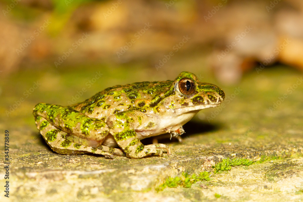 Sapillo moteado común (Pelodytes punctatus), camuflado sobre la roca. Sapillo moteado común (Pelodytes punctatus), camuflado sobre la roca.