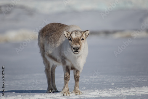 Fototapeta Naklejka Na Ścianę i Meble -  Renifery na południowym Spitsbergenie