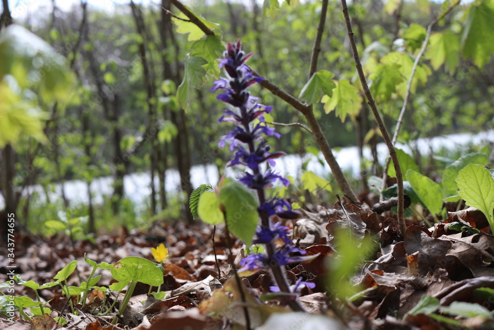 Blue flower bloomed in spring in the forest
Blue flower bloomed in spring in the forest