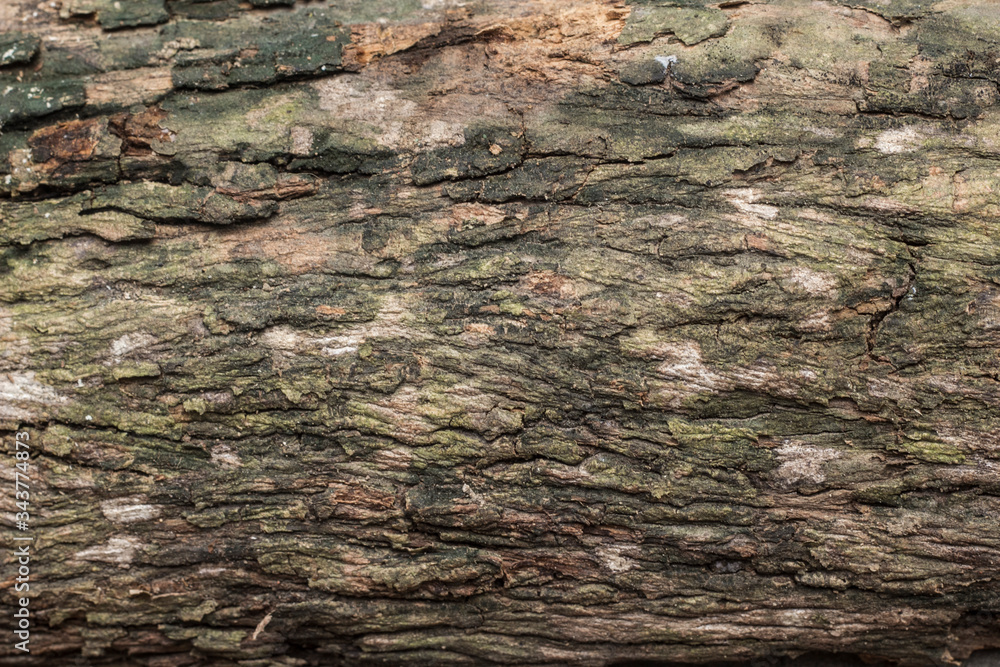 Rustic surface on old wood texture. Wood of tree object close up photography Rustic surface on old wood texture. Wood of tree object close up photography