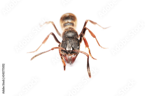 
A Big black ant with giant opened ready to bite on white background