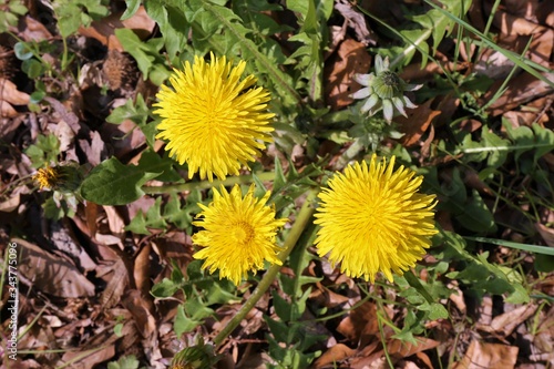 yellow dandelions in the garden