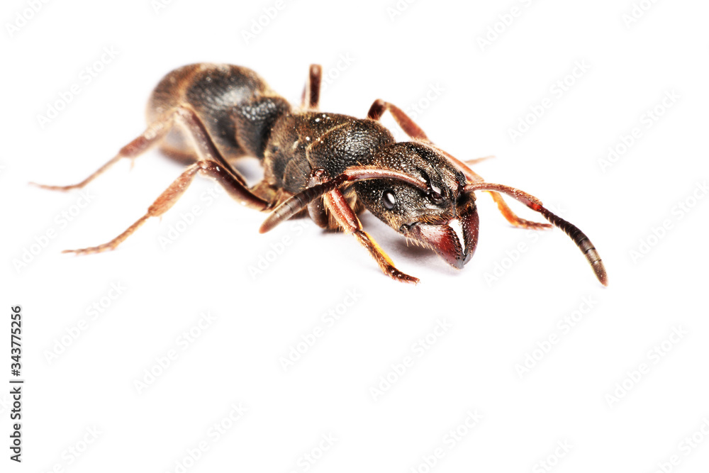 
A Big black ant with giant opened ready to bite on white background