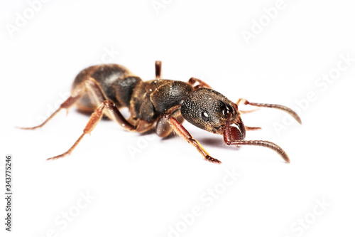  A Big black ant with giant opened ready to bite on white background © bejita