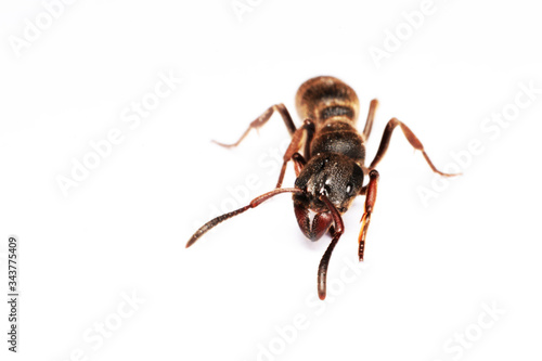  A Big black ant with giant opened ready to bite on white background