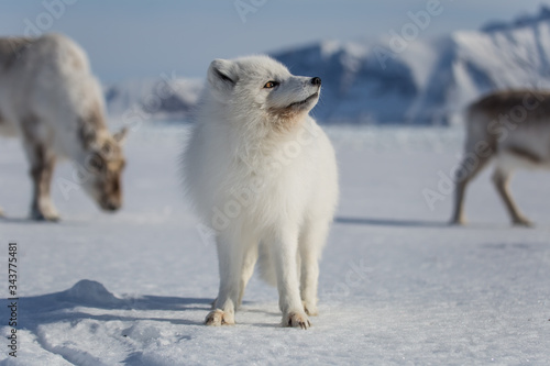 Lis polarny i renifery  po  udniowy Spitsbergen