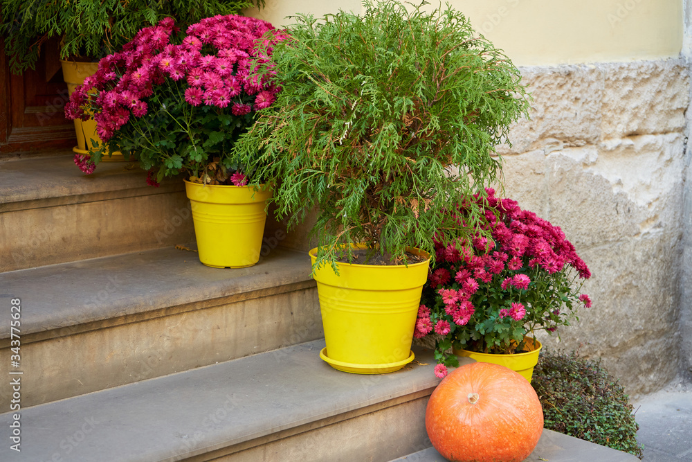 flowerpots on the stairs,autumn flowers on the stairs with pumpkin flowerpots on the stairs,autumn flowers on the stairs with pumpkin