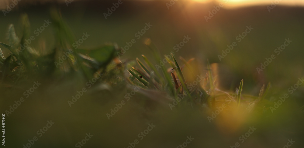 Fototapeta premium Ladybug closeup on the grass leaf in the sundown light
