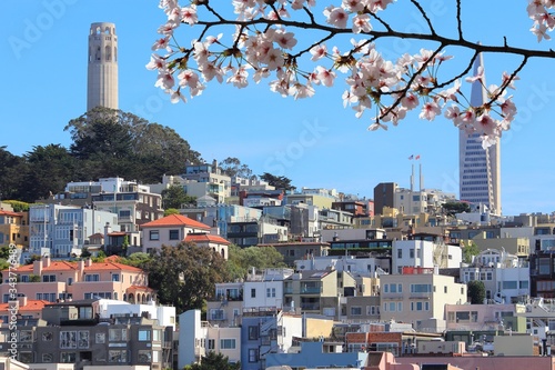 San Francisco city skyline. Spring time cherry blossoms.