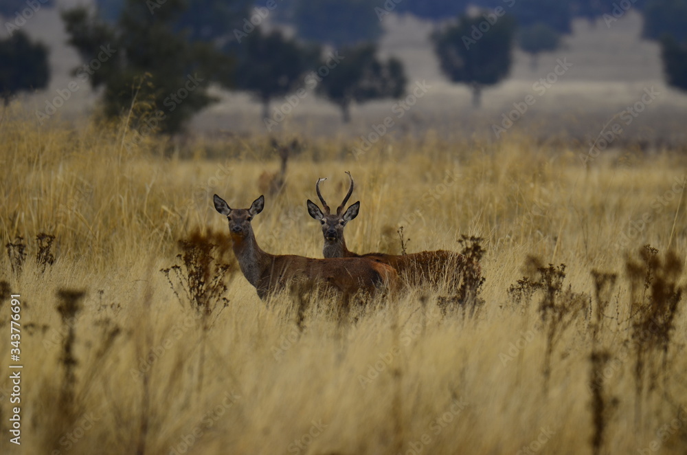 Fototapeta premium Ciervo Ibérico en parques nacionales