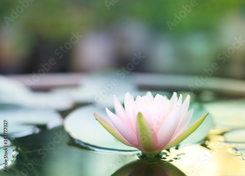 Pink water lily bloom against morning sun light